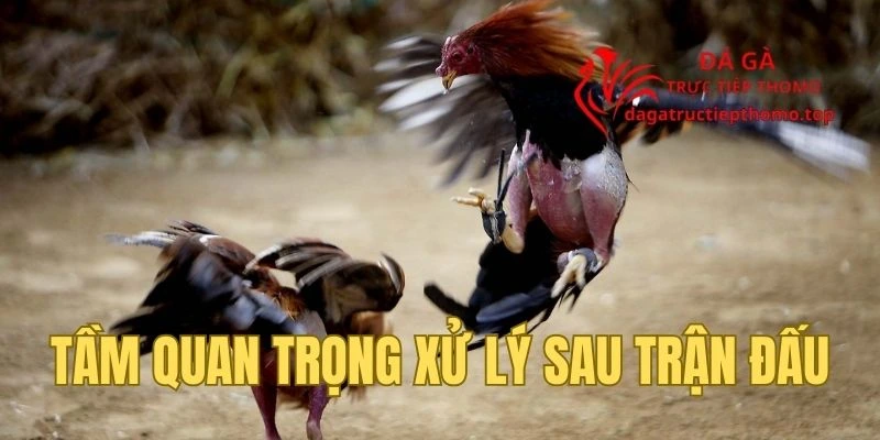 Lý do nên xử lý gà chọi sau trận đấu cẩn thận