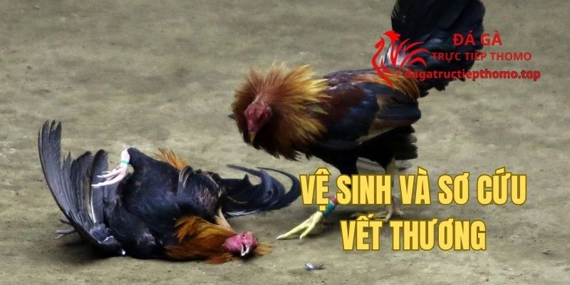Nguyên tắc, quy trình vệ sinh vết thương chiến kê