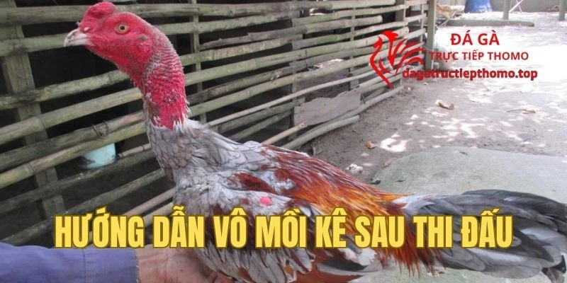 Hướng dẫn vô mồi chiến kê sau thi đấu