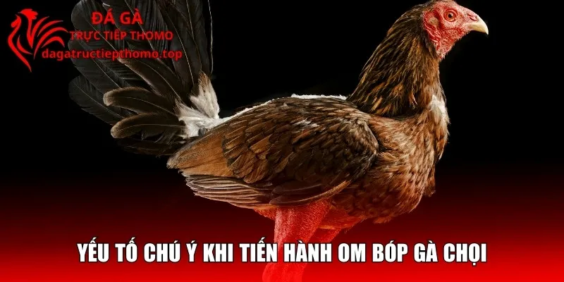 Yếu tố chú ý khi tiến hành om bóp gà chọi